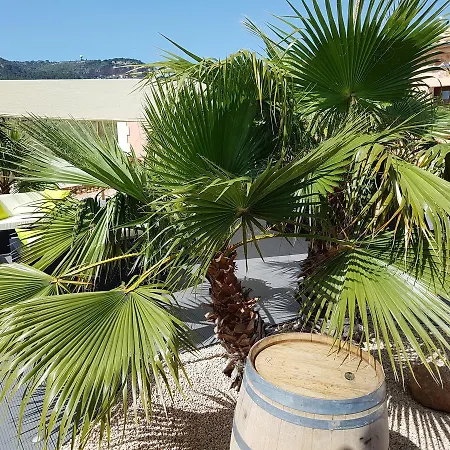 Hotel Alegria - Son Sampoli
